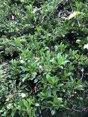 Hydrangea serratifolia