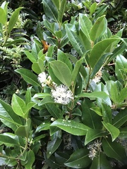 Hydrangea serratifolia