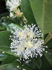 Hydrangea serratifolia