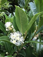 Hydrangea serratifolia