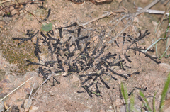 Plagiochasma rupestre