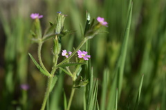 Microsteris gracilis