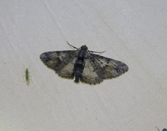 Pachyplocia griseata