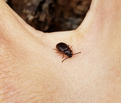 Anaedus