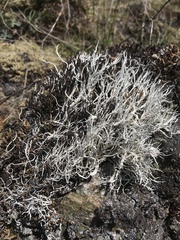 Thamnolia vermicularis vermicularis