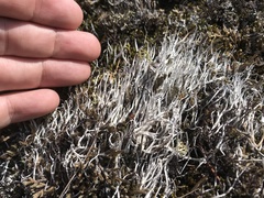 Thamnolia vermicularis vermicularis