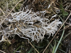 Thamnolia vermicularis vermicularis