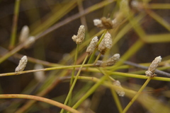 Alternanthera filifolia