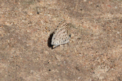 Leptotes cassius