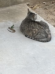 Elgaria multicarinata