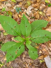 Phytolacca americana image