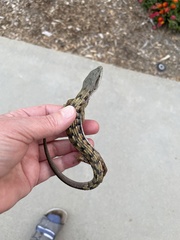 Elgaria multicarinata