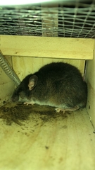 Peromyscus mexicanus