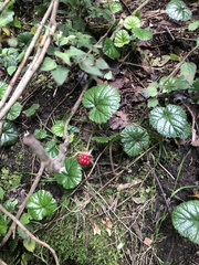 Rubus pumilus