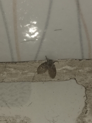 Clogmia albipunctata