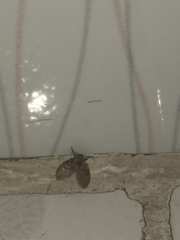 Clogmia albipunctata