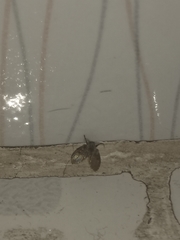 Clogmia albipunctata