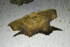 Polyacme dissimilis