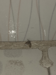 Clogmia albipunctata