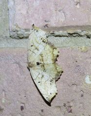Polyacme dissimilis