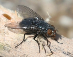 Calliphora latifrons