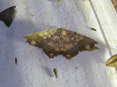 Polyacme dissimilis