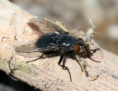 Calliphora latifrons