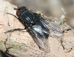 Calliphora latifrons