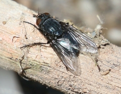 Calliphora latifrons