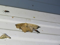 Polyacme dissimilis