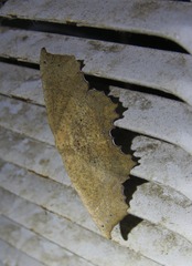 Polyacme dissimilis