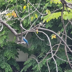 Todiramphus chloris collaris