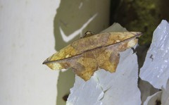 Polyacme dissimilis