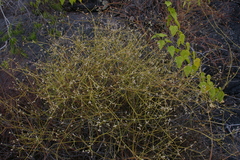 Alternanthera filifolia
