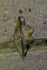 Polyacme dissimilis