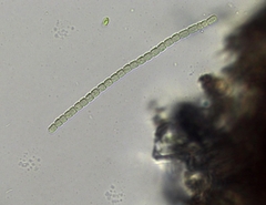 Pseudanabaena