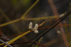 Alternanthera filifolia