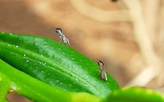 Diaphorina citri