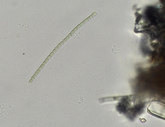 Pseudanabaena