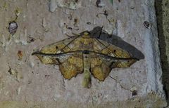Polyacme dissimilis