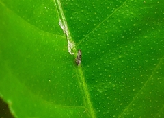 Diaphorina citri