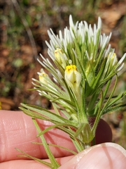 Castilleja lineariloba