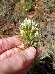 Castilleja lineariloba