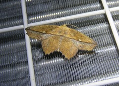 Polyacme dissimilis