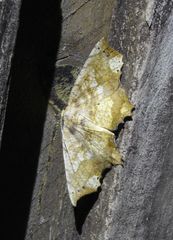 Polyacme dissimilis