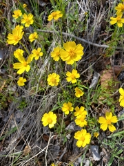 Leptosyne stillmanii