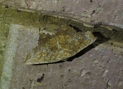 Polyacme dissimilis