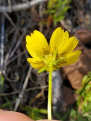 Leptosyne stillmanii