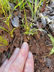 Leptosyne stillmanii