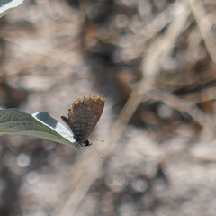 Leptotes marina